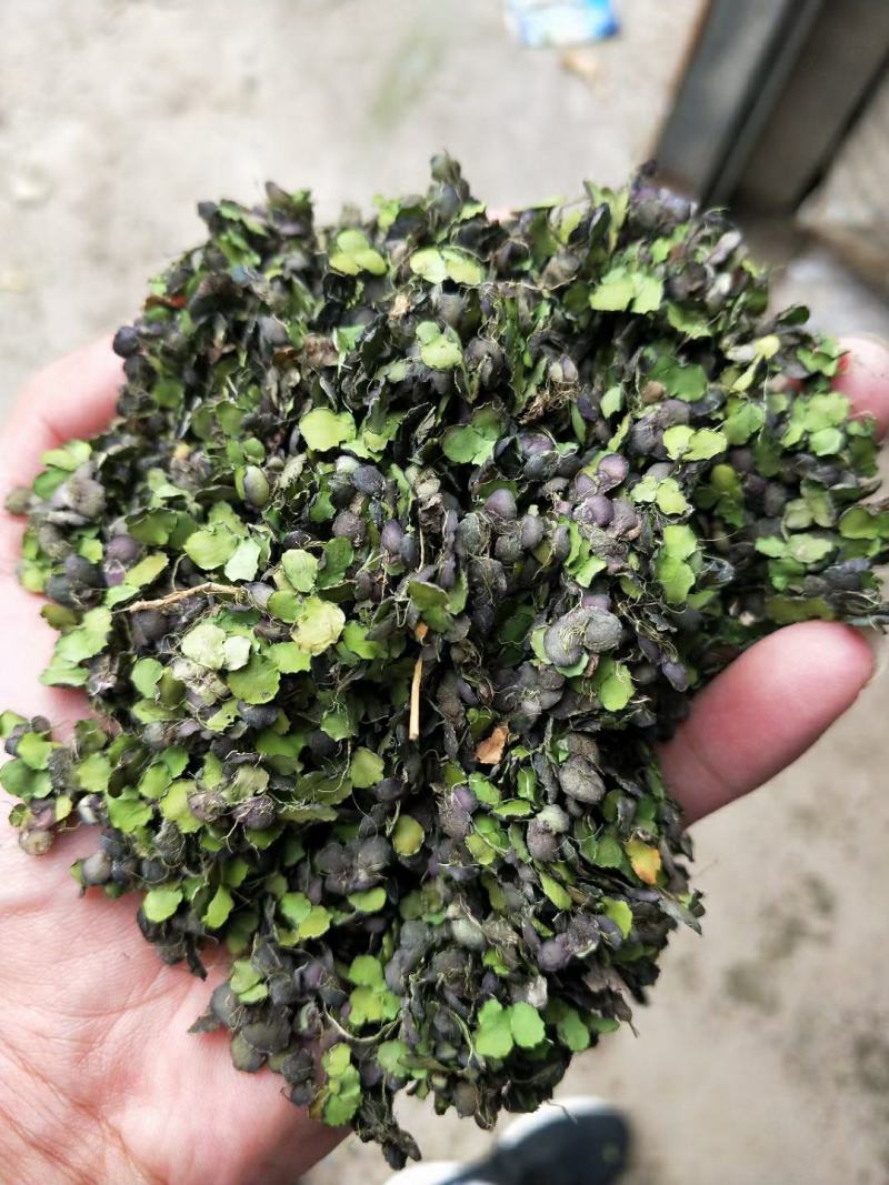 浮萍干货浮萍中药材量大从优欢迎选购！