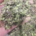 浮萍干货浮萍中药材量大从优欢迎选购！