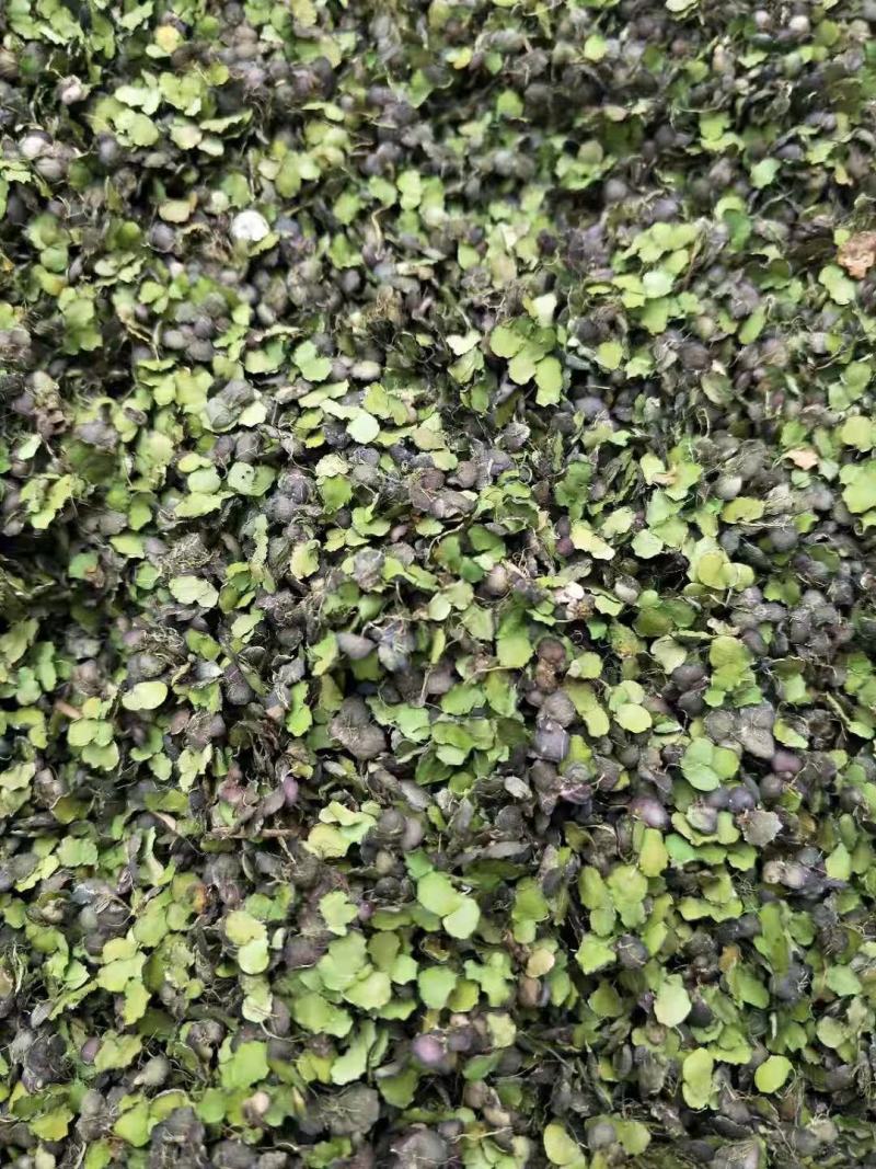 浮萍干货浮萍中药材量大从优欢迎选购！