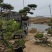 造型黑松迎客松平顶松特型松价格便宜当天发货