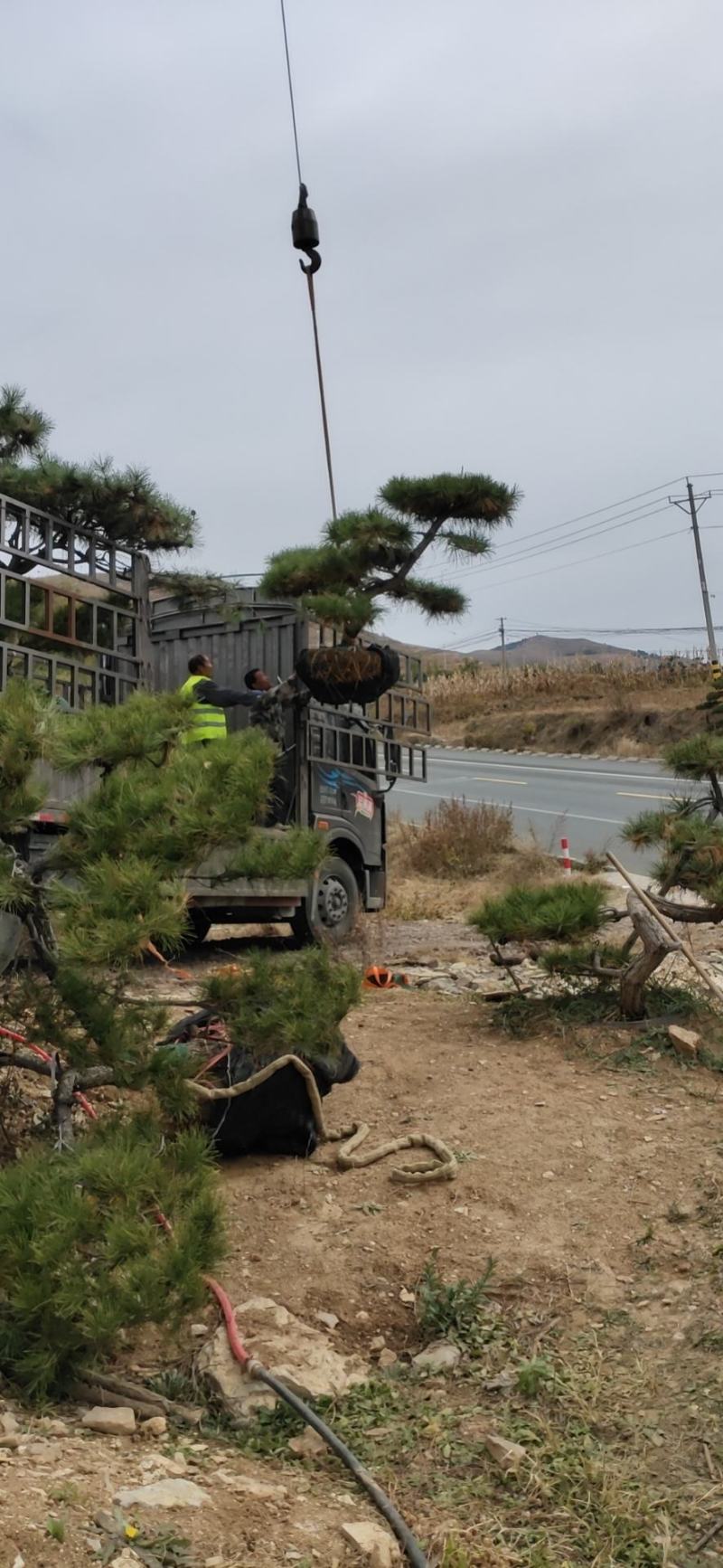 造型黑松迎客松平顶松特型松价格便宜当天发货