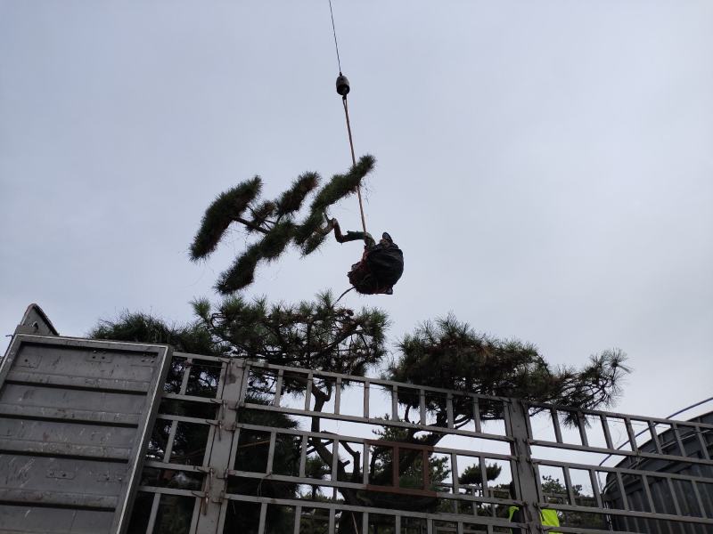 造型黑松迎客松平顶松特型松价格便宜当天发货