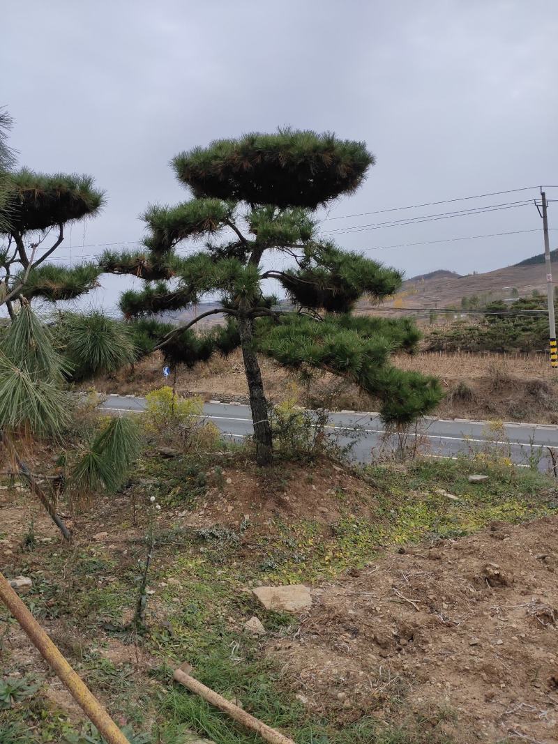 造型黑松迎客松平顶松特型松价格便宜当天发货