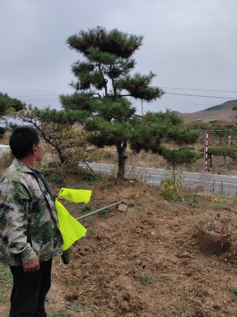 造型黑松迎客松平顶松特型松价格便宜当天发货