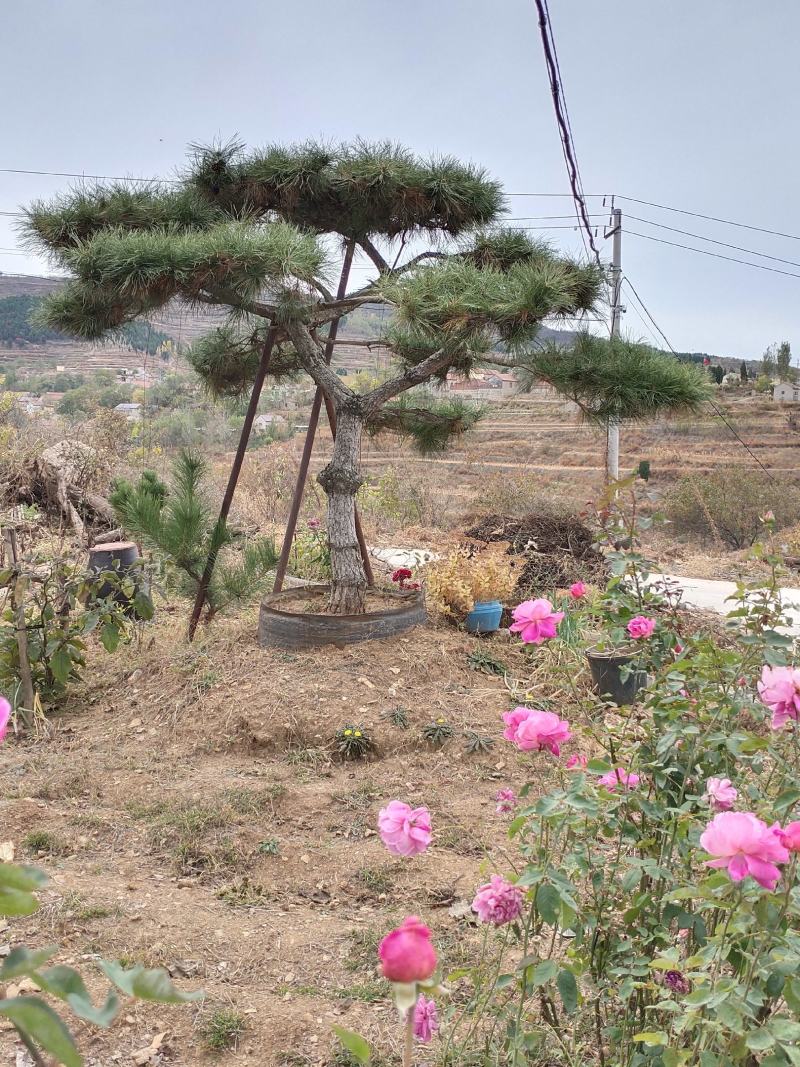 造型黑松迎客松平顶松特型松价格便宜当天发货