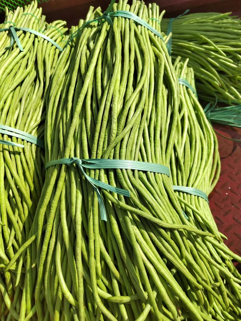 湛江徐闻长豆角，大量供货，诚信经营，提供一条龙服务！