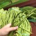 湛江徐闻长豆角，大量供货，诚信经营，提供一条龙服务！