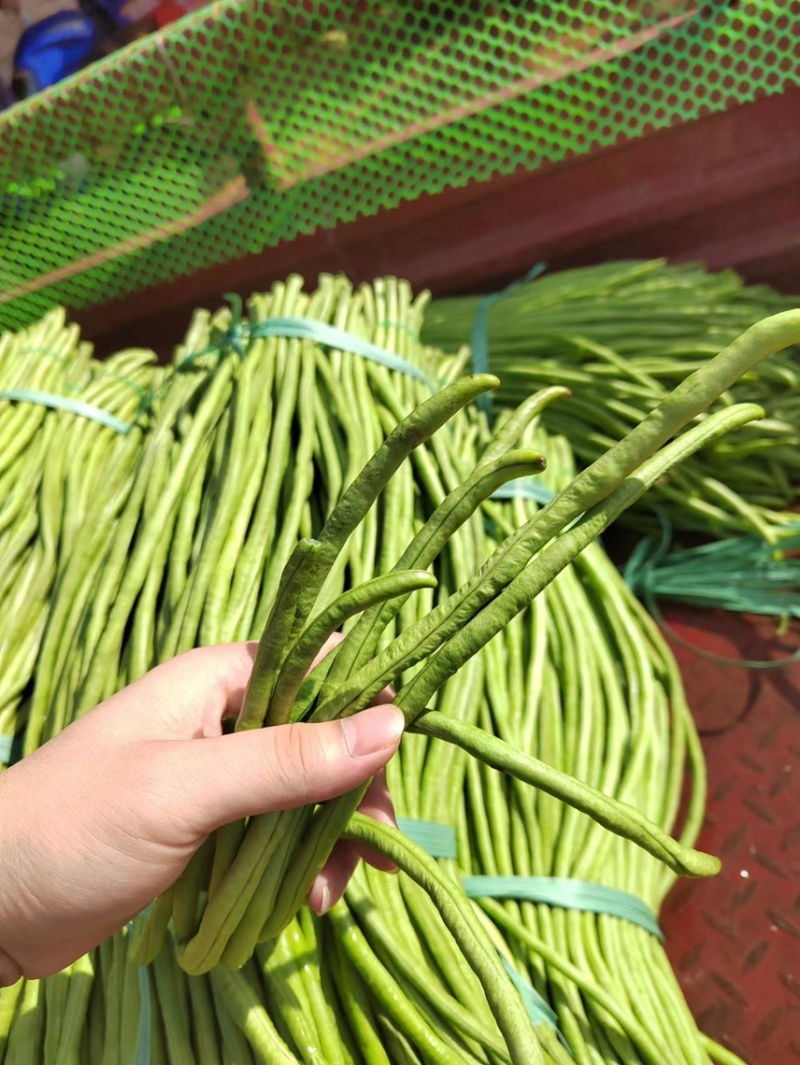 湛江徐闻长豆角，大量供货，诚信经营，提供一条龙服务！