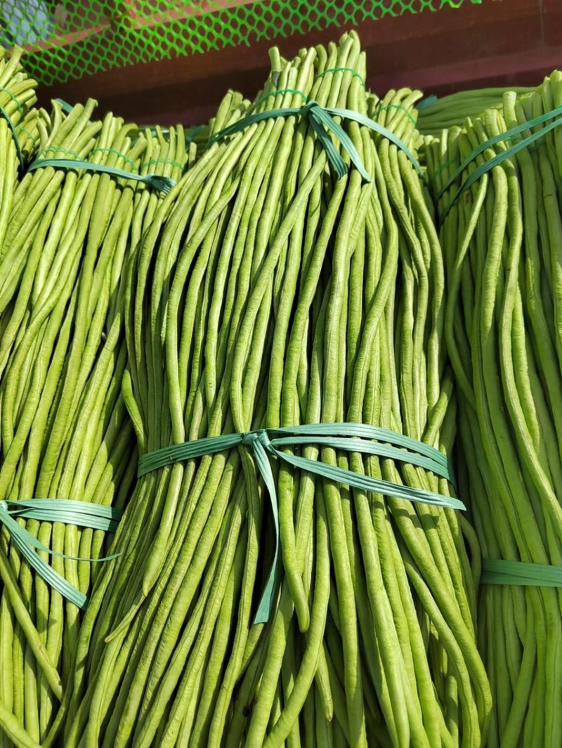 湛江徐闻长豆角，大量供货，诚信经营，提供一条龙服务！