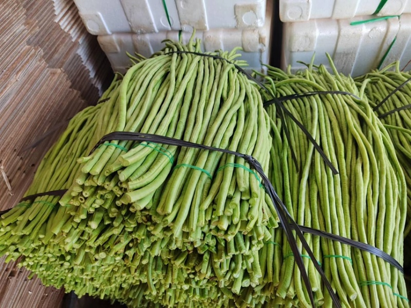 湛江徐闻长豆角，大量供货，诚信经营，提供一条龙服务！
