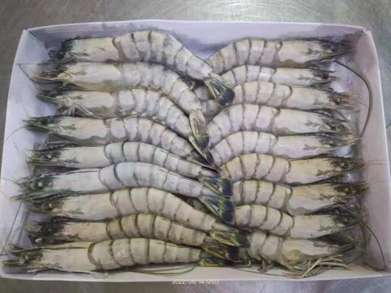 黑虎虾