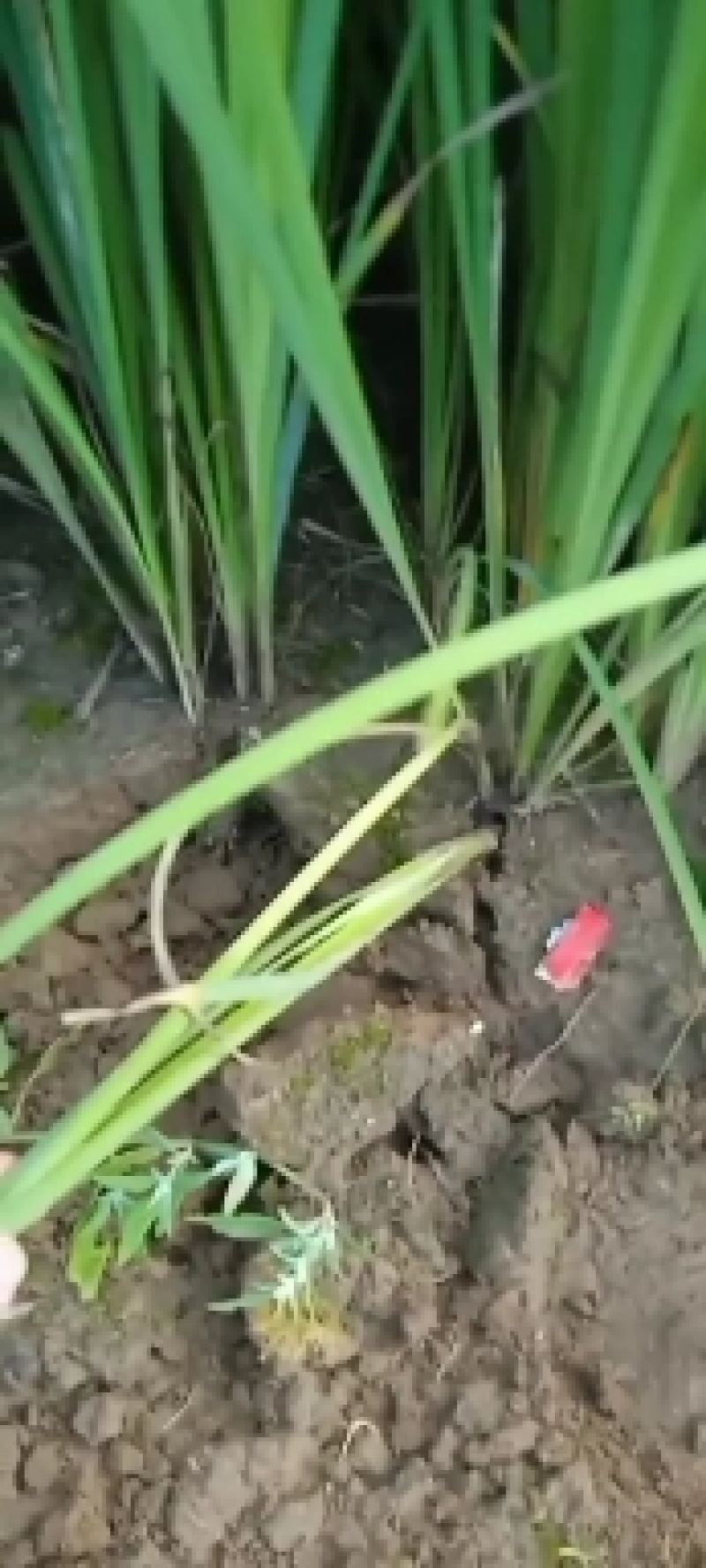马莲花易成活无病虫害产地直发，地苗裸根，营养杯苗均有