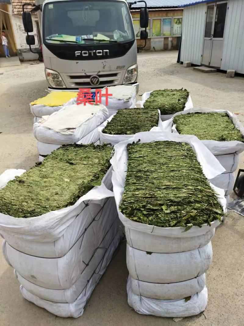桑叶干货霜桑叶中药材量大从优欢迎选购！