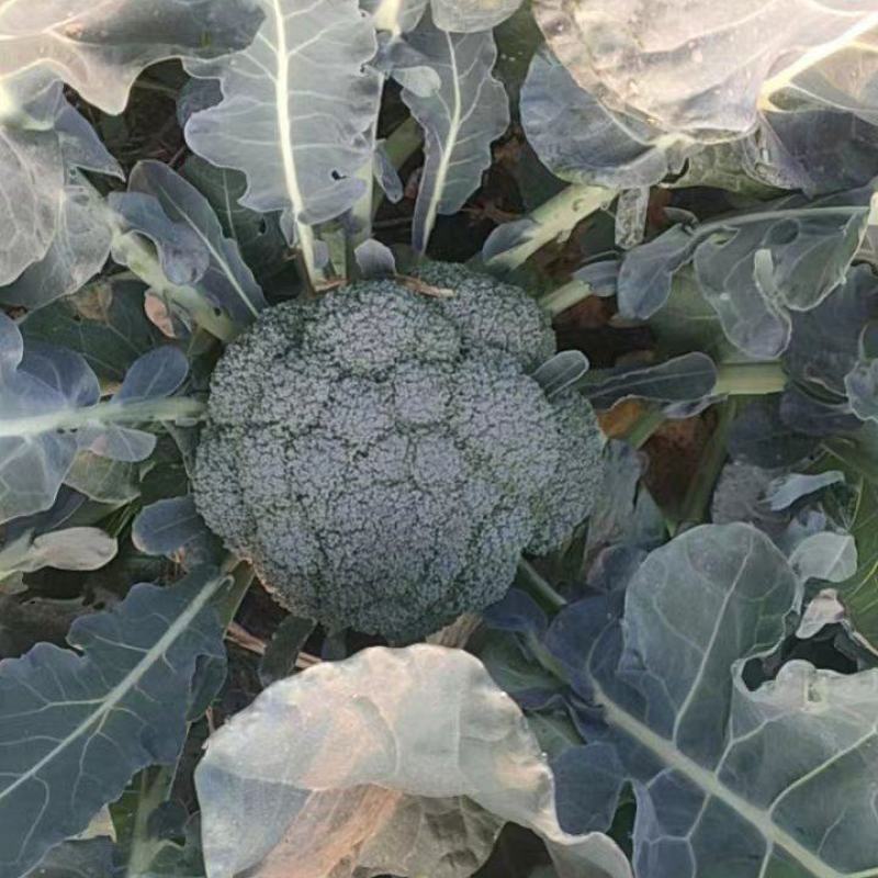西蓝花，市场加工厂大量供应。常年供应