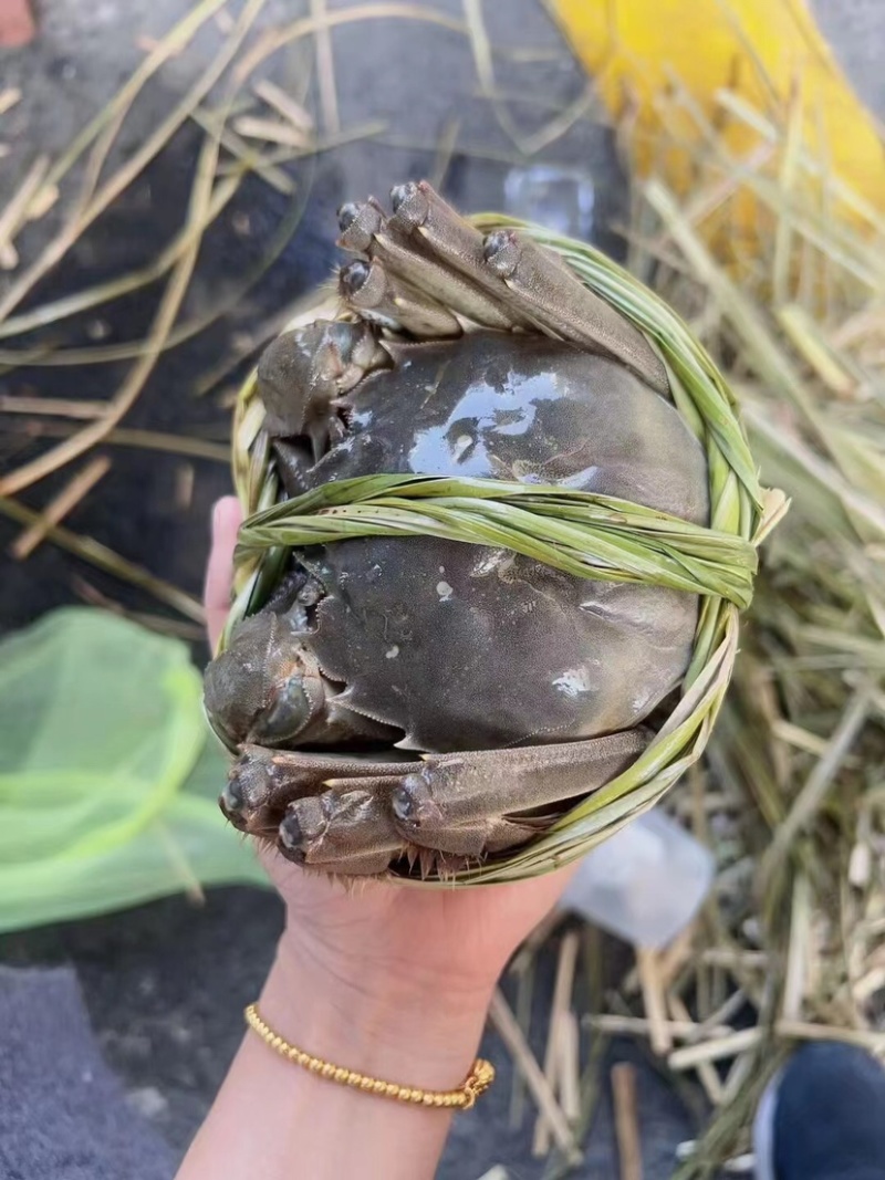 高淳固城湖各种规格残蟹批发，蟹农直发，一手货源