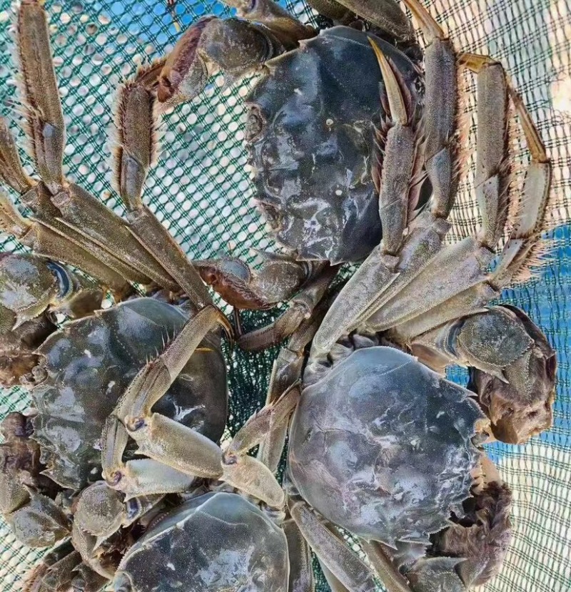 高淳固城湖各种规格残蟹批发，蟹农直发，一手货源