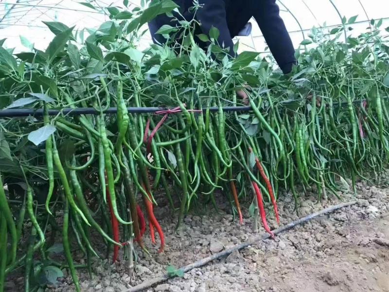 鲜辣60线椒辣椒种籽耐寒耐热阳台庭院蔬菜种子线椒种子
