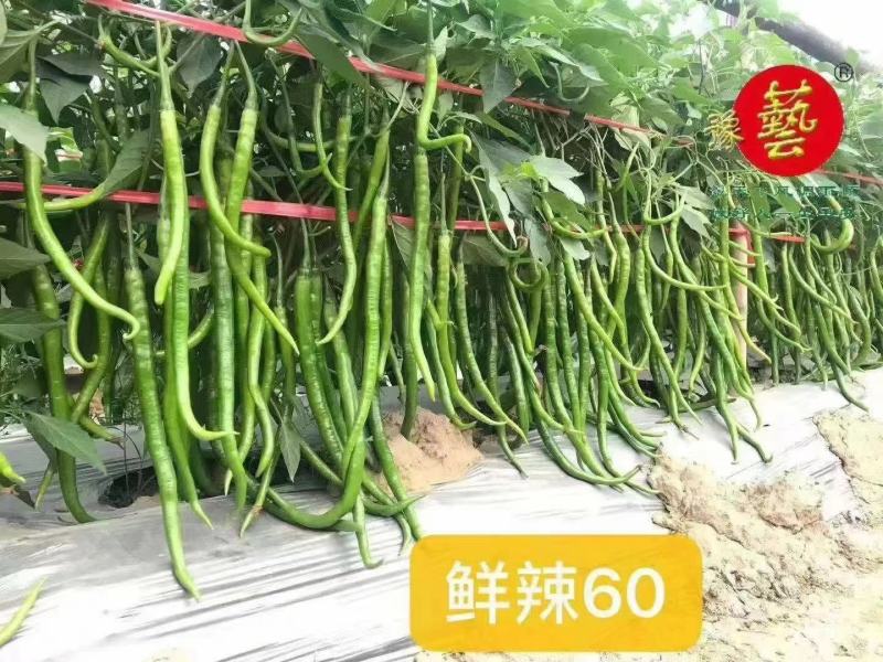 鲜辣60线椒辣椒种籽耐寒耐热阳台庭院蔬菜种子线椒种子