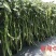 鲜辣60线椒辣椒种籽耐寒耐热阳台庭院蔬菜种子线椒种子