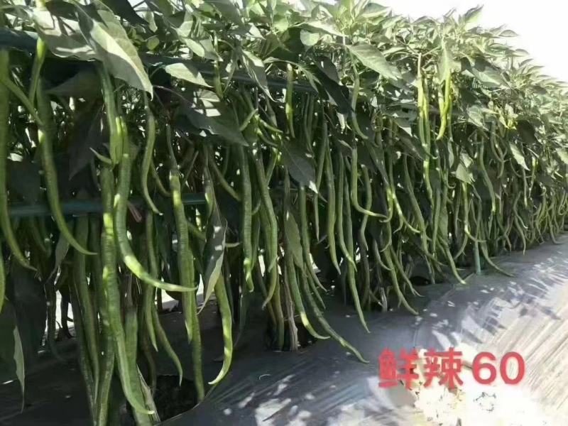 鲜辣60线椒辣椒种籽耐寒耐热阳台庭院蔬菜种子线椒种子
