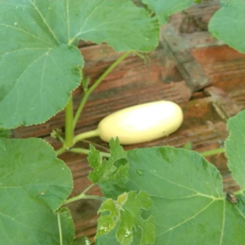 白皮笋瓜种子西葫芦种子农家庭院阳台种植蔬菜种子