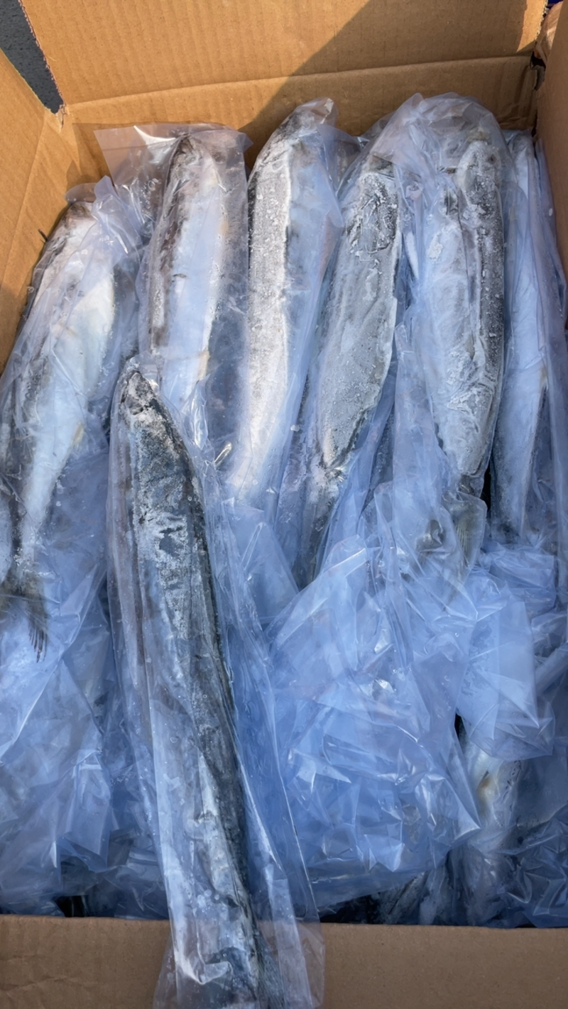 燕尾鲅马鲛鱼冰鲜船冻燕尾鲅鱼供应量大一件也是批发价