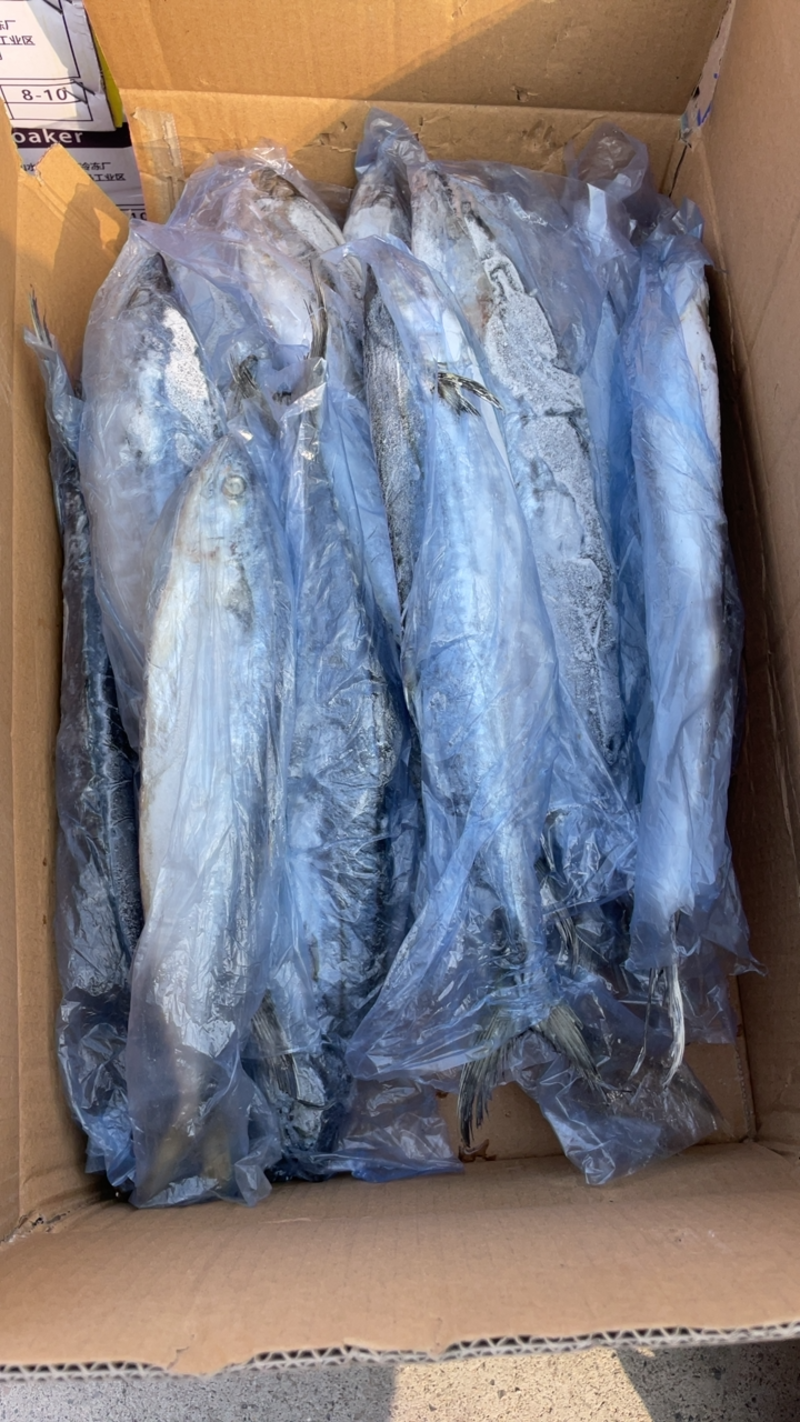 燕尾鲅马鲛鱼冰鲜船冻燕尾鲅鱼供应量大一件也是批发价