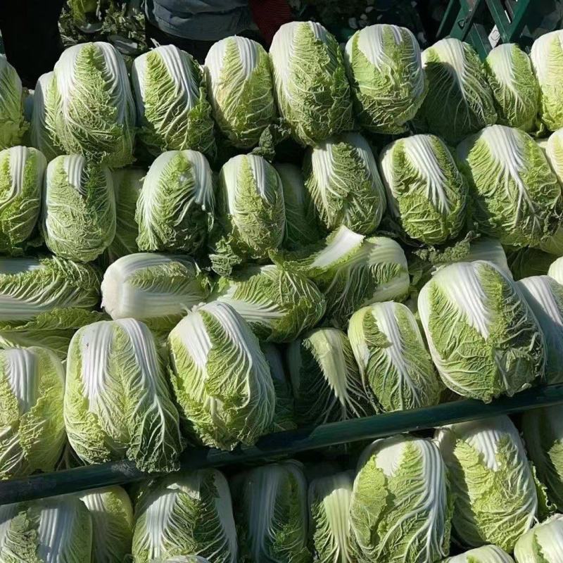 精品白菜吉林长春黄心白菜一手货源视频看货以质论价