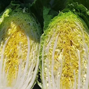 精品白菜吉林长春黄心白菜一手货源视频看货以质论价