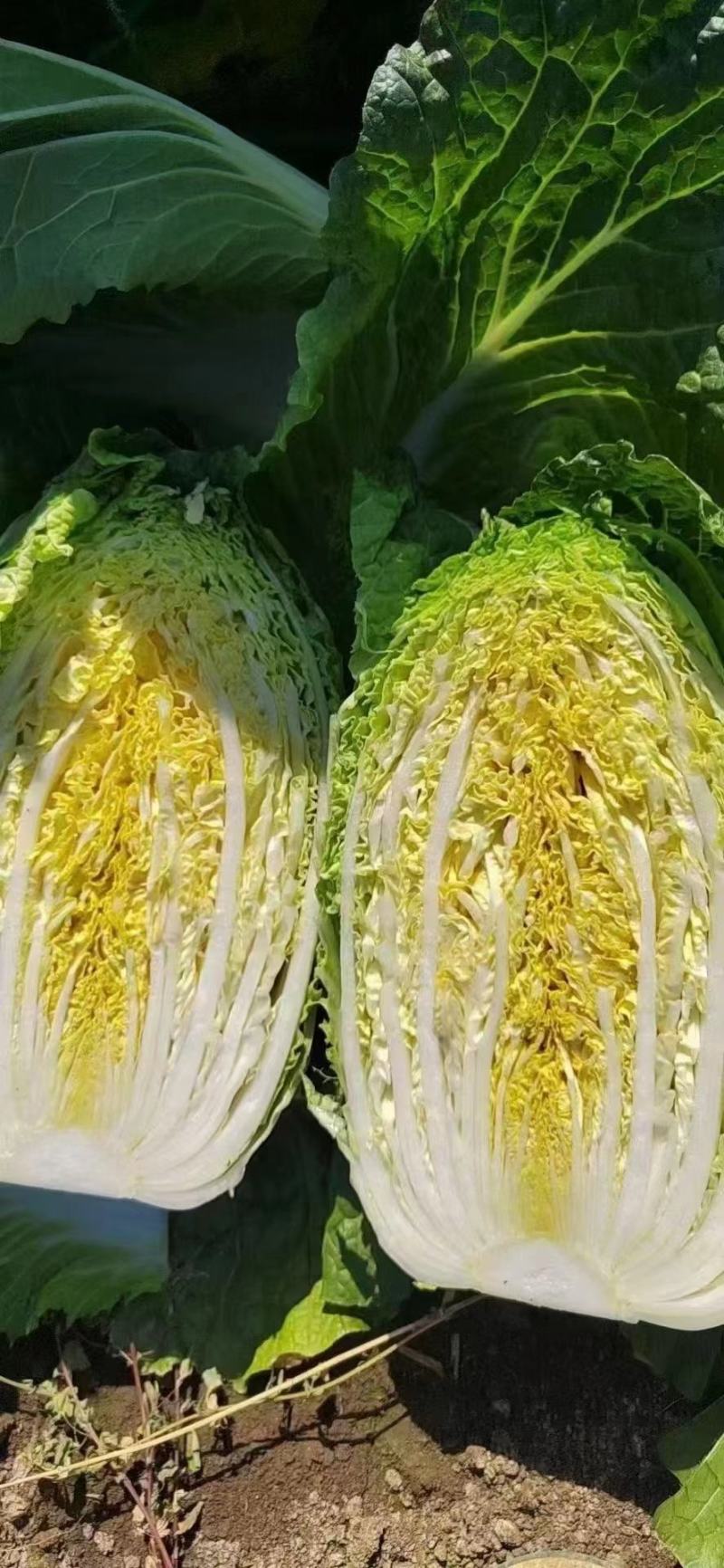 精品白菜吉林长春黄心白菜一手货源视频看货以质论价