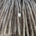 2024山西白玉山药，大量出土，规格齐全，欢迎选购