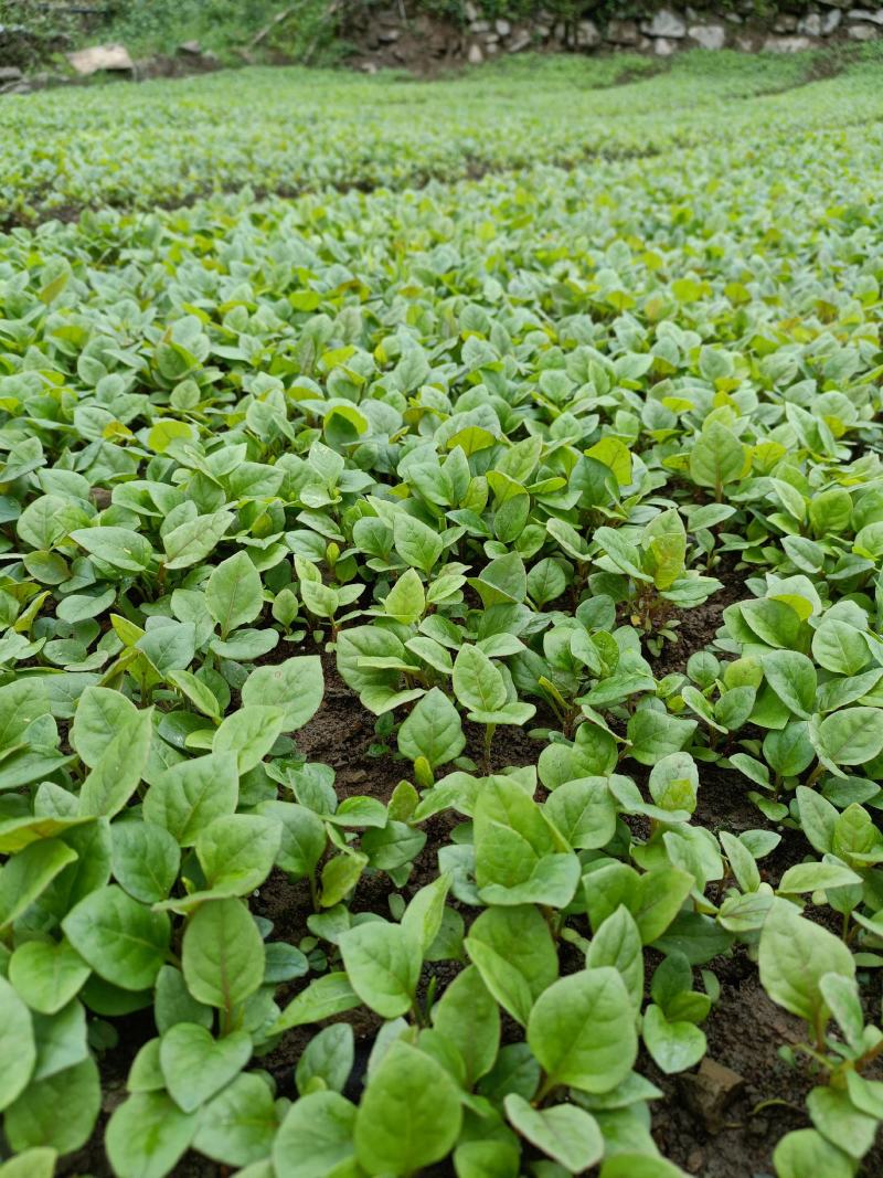 高产驯化虎杖种子一手货源价格便宜欢迎大家前来选购