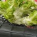 耳菜大量