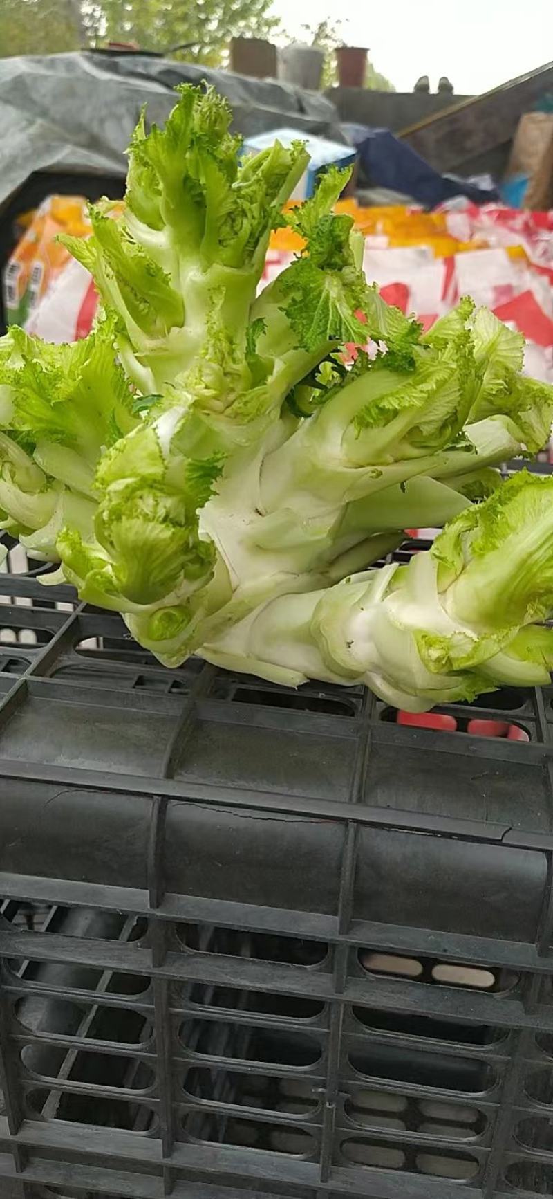 耳菜大量