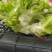 耳菜大量
