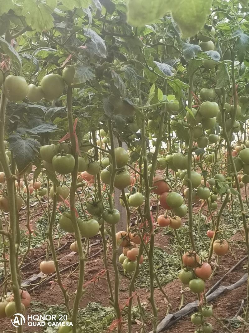 硬粉西红柿