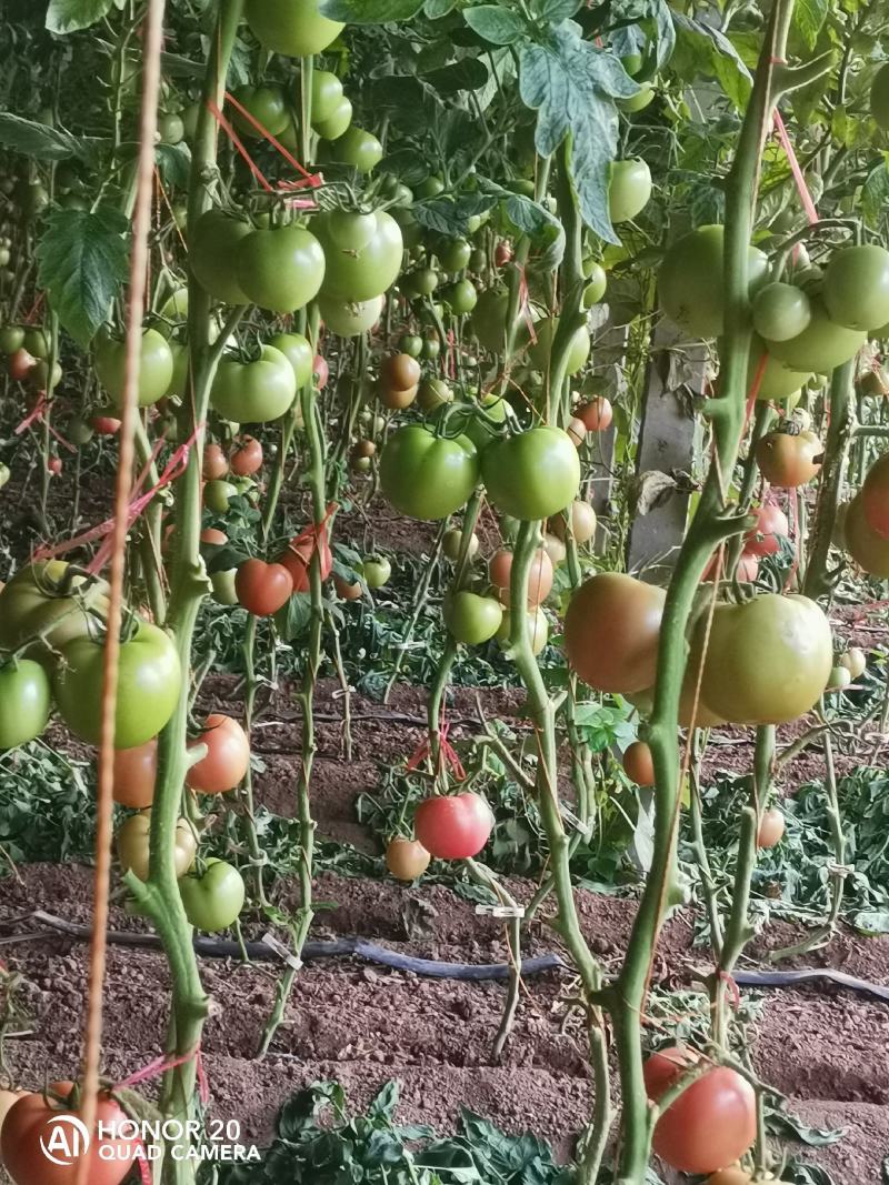 硬粉西红柿