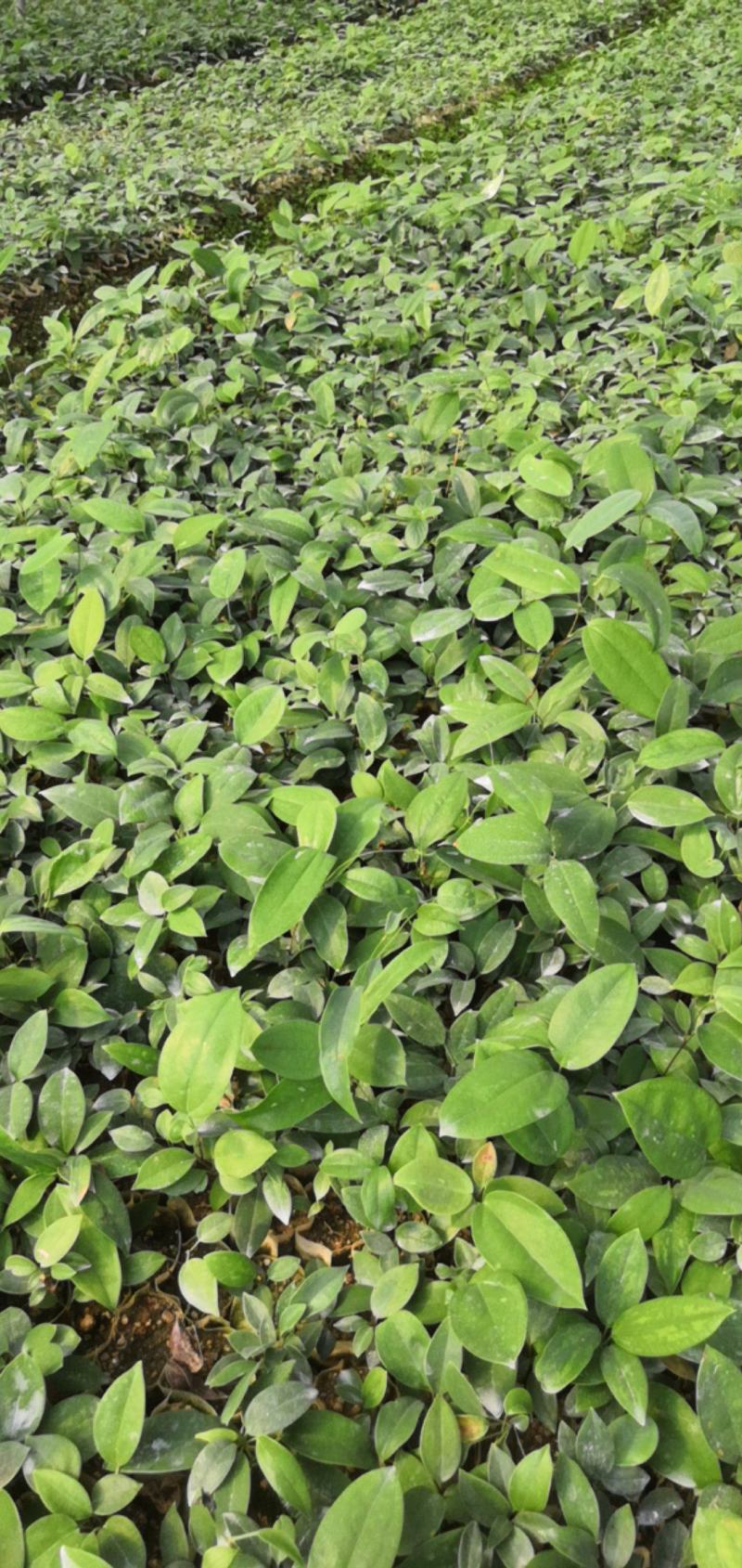 土茯苓种苗自产自销，量大从优，品质保障，诚信经营，可视频看货