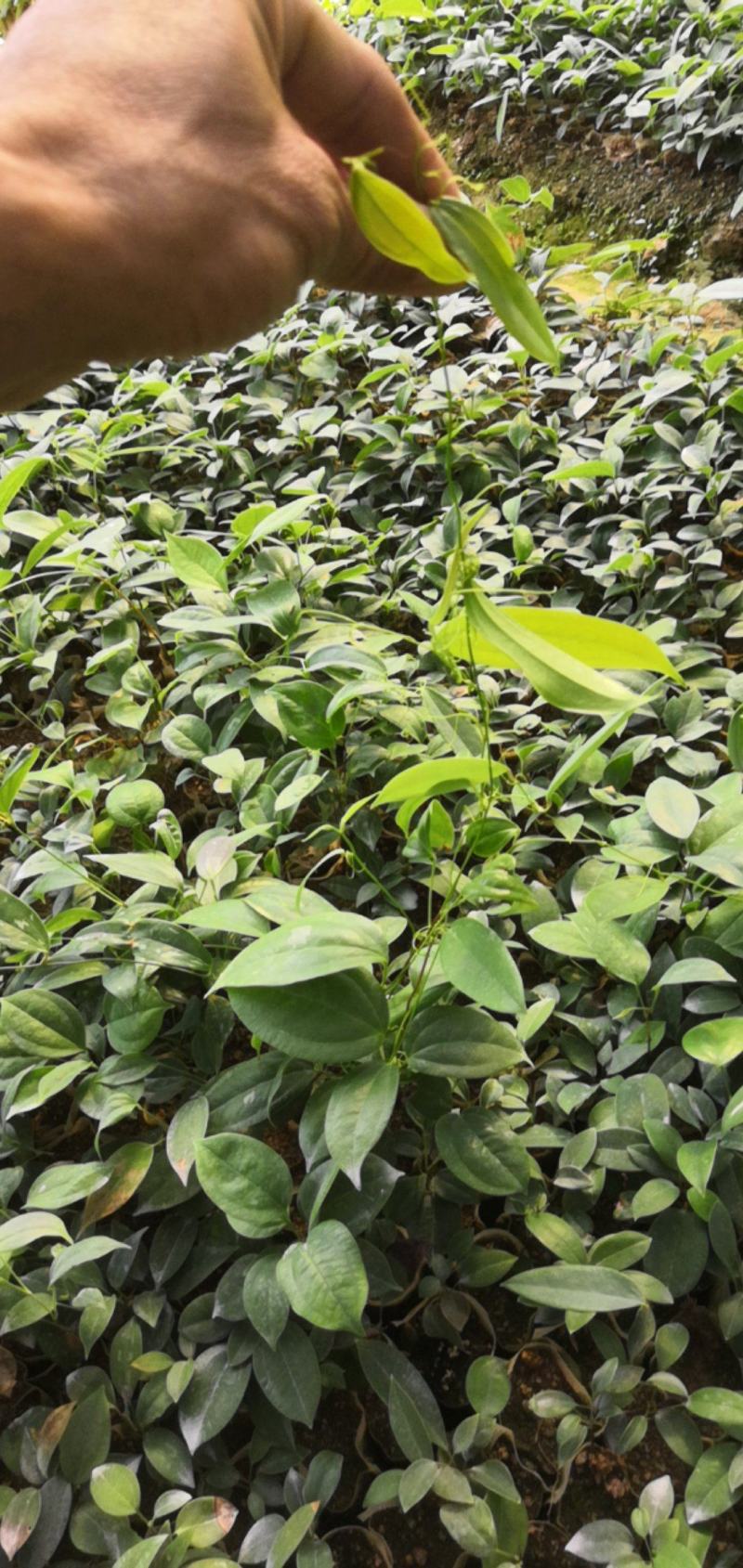 土茯苓种苗自产自销，量大从优，品质保障，诚信经营，可视频看货