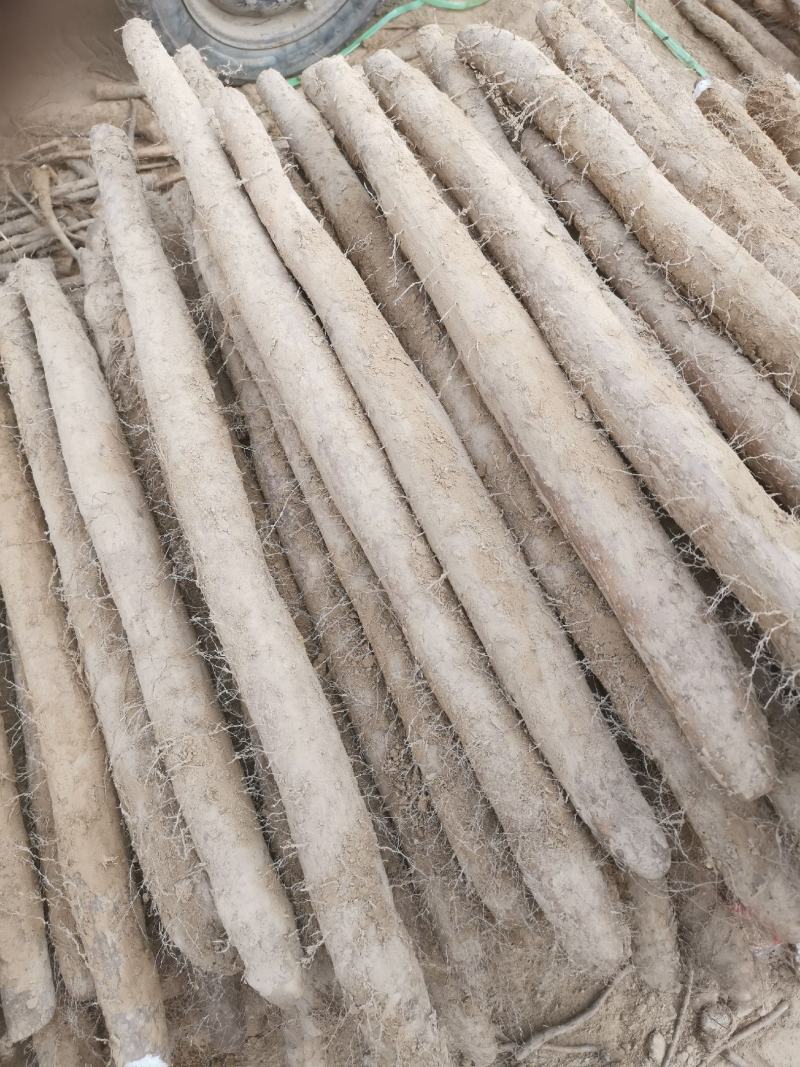 白玉山药，大量现货，