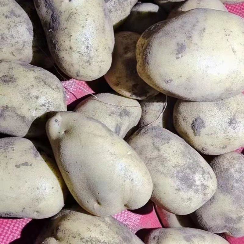 张家口黄心，白心，精品土豆，2两3两，水洗，翻包大量现货