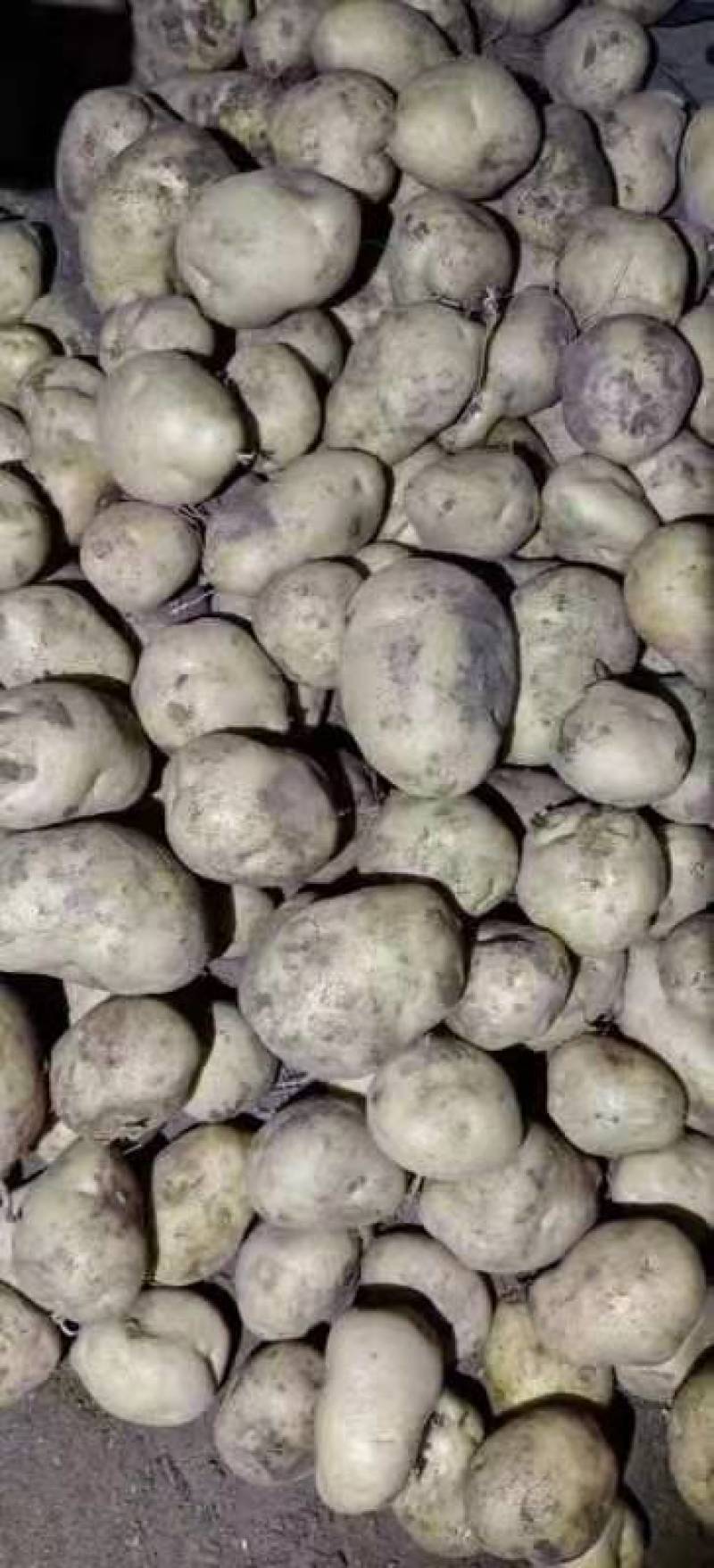 张家口黄心，白心，精品土豆，2两3两，水洗，翻包大量现货