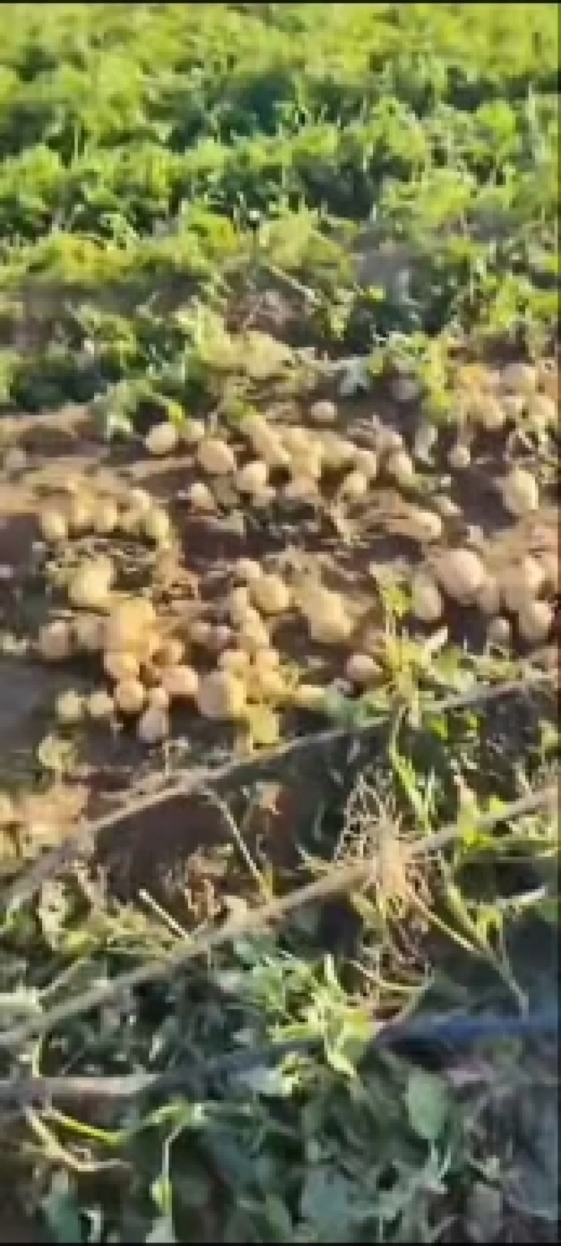 张家口黄心，白心，精品土豆，2两3两，水洗，翻包大量现货