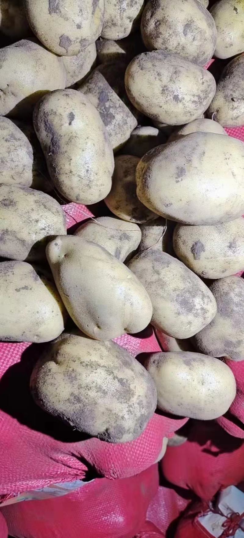 张家口黄心，白心，精品土豆，2两3两，水洗，翻包大量现货