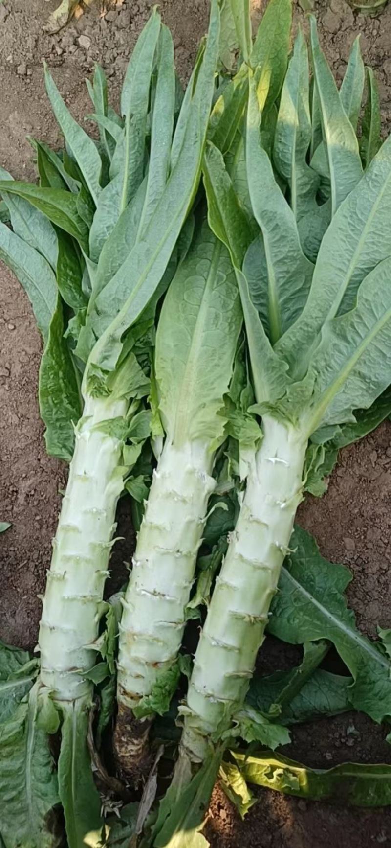 数棵莴苣价格便宜大量上市