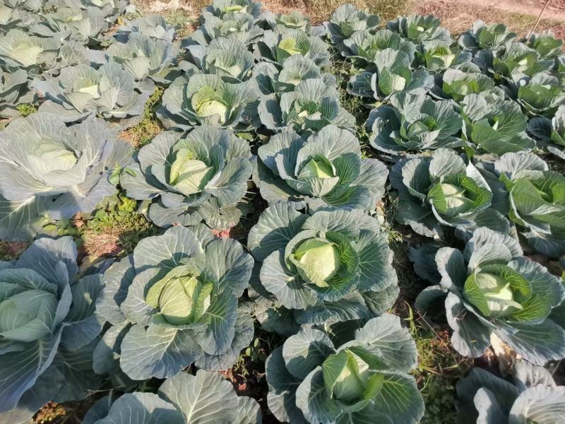 四川莲花白脆甜无虫眼