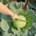 四川莲花白脆甜无虫眼