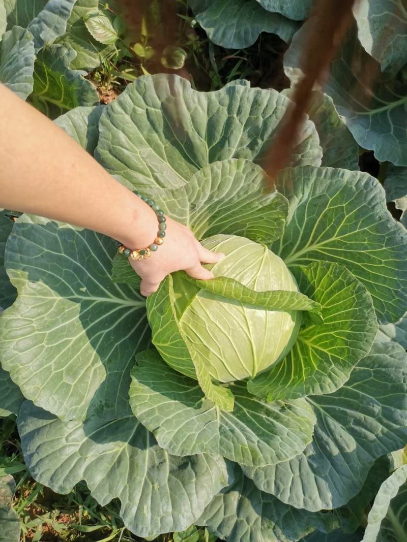 四川莲花白脆甜无虫眼