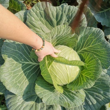 四川莲花白脆甜无虫眼