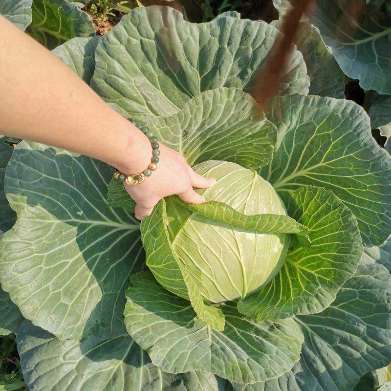 四川莲花白脆甜无虫眼
